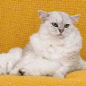 Meet your Posher, Mel